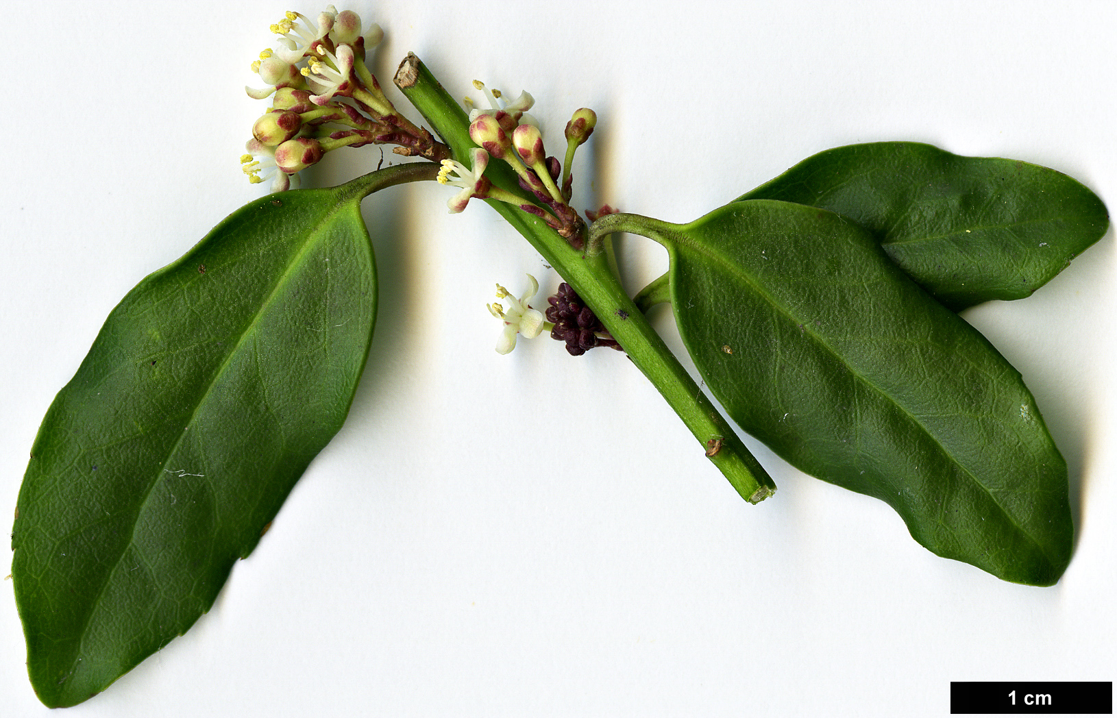 High resolution image: Family: Aquifoliaceae - Genus: Ilex - Taxon: ×makinoi (I.leucoclada × I.rugosa)